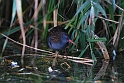 Water rail